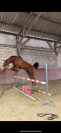 Jument trotteuse 