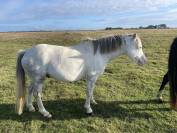 Vente poneys cause surnombre 