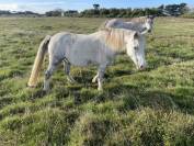 Vente poneys cause surnombre 