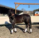 Cheval PRE 5 ans