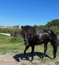 Cheval PRE 5 ans