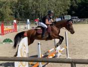 Hongre 4 ans d'avenir CSO