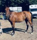 Hongre 4 ans d'avenir CSO
