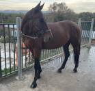 Gelding Selle Français For sale 2021 Bay