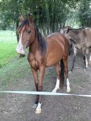 Poney arabe sport 