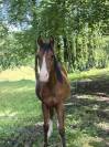 Poney arabe sport 