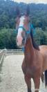 Cheval de loisir 