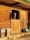 Cheval de loisir 