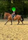Recherche cavalier/ère