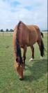 Recherche cavalier/ère