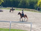 Vendita pony sportiva del 2017