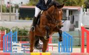 Jument Pur-Sang Anglais 7 ans 