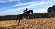 Jument Pur-Sang Anglais 7 ans 
