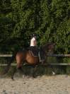 Superbe cheval de dressage d’avenir !!