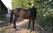 Superbe cheval de dressage d’avenir !!