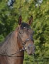 Superbe cheval de dressage d’avenir !!