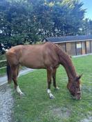 Cheval 5 ans