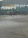 Cheval 5 ans