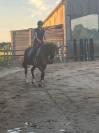 Cheval 5 ans