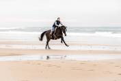 A vendre Super cheval