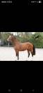 Cheval 3 ans