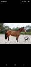 Cheval 3 ans