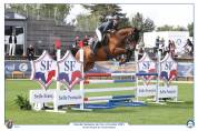 Caballo castrado Silla Francés En venta 2019 Bayo por Javollo