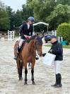 Caballo castrado Silla Francés En venta 2019 Bayo por Javollo