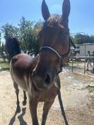 Caballo castrado Silla Francés En venta 2019 Bayo por Javollo