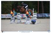 Caballo castrado Silla Francés En venta 2019 Bayo por Javollo