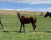 Caballo castrado Silla Francés En venta 2023 Bayo