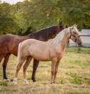 Pouliche pure race espagnole 