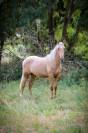 Pouliche pure race espagnole 