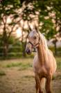 Pouliche pure race espagnole 