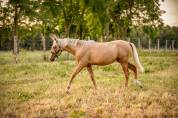 Pouliche pure race espagnole 