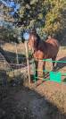 Cheval de retraite