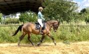 Jument Lusitanienne 6 ans par Equador MVL