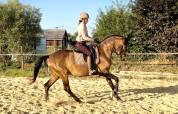 Jument Lusitanienne 6 ans par Equador MVL