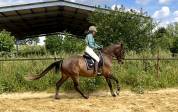 Jument Lusitanienne 6 ans par Equador MVL