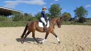 Jument Lusitanienne 6 ans par Equador MVL