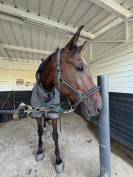 Hongre trotteur 
