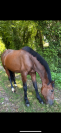 Hongre trotteur 