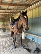 Hongre trotteur 