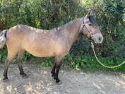 Ponette ONCP