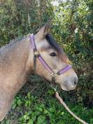 Ponette ONCP