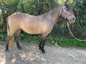 Ponette ONCP