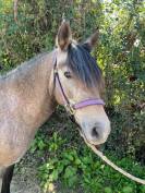 Ponette ONCP