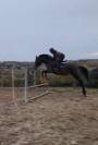 Jument de 7 ans par Diamant de Semilly