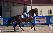Charisme et complicité – Hongre PRE 13 ans 