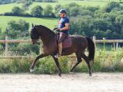 Charisme et complicité – Hongre PRE 13 ans 